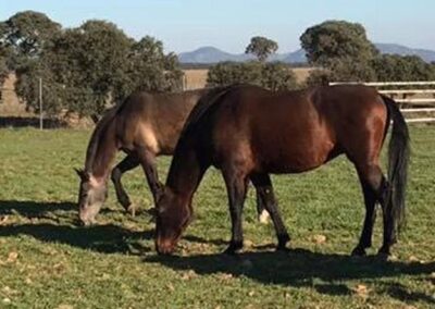 Caballos PRE en el campo, pastando