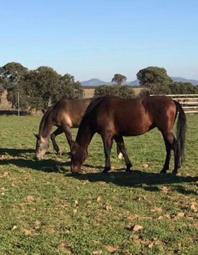 Caballos PRE en el campo, pastando
