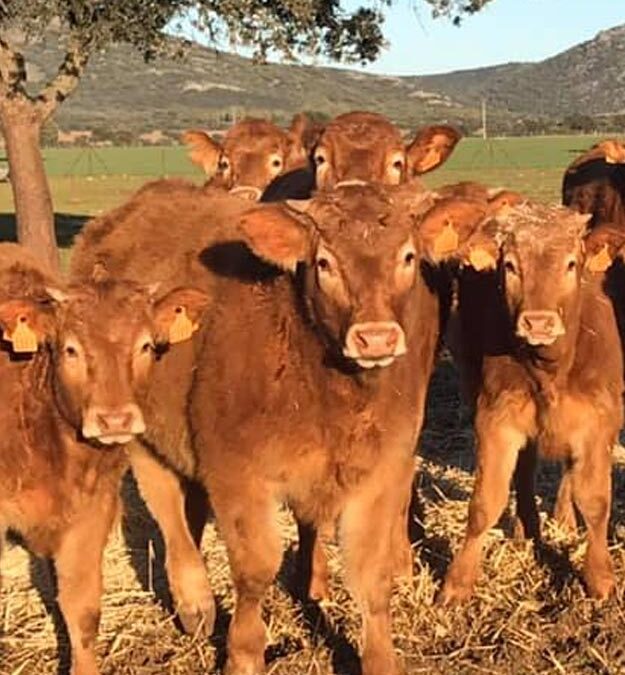 Finca Martirene en Ciudad Real.