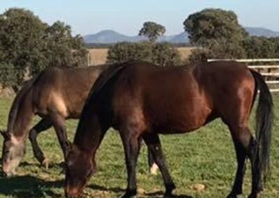 Caballos pastando en la finca (caballos PRE)