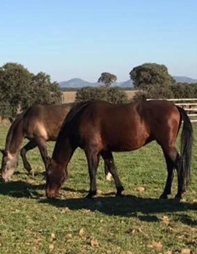 Caballos pastando en la finca (caballos PRE)