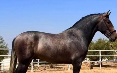 Ganadería de Limusin y Caballos PRE
