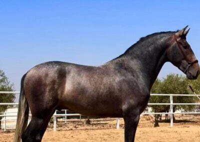 Caballo PRE en pista para venta de caballos