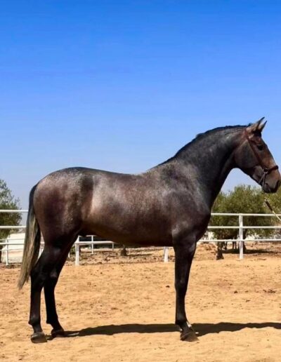 Caballo PRE en pista para venta de caballos