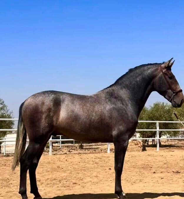 Ganadería de Limusin y Caballos PRE